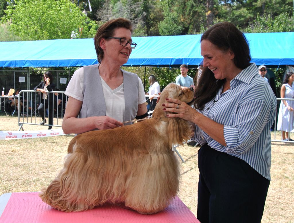 CH. Triumph Volcan Dream