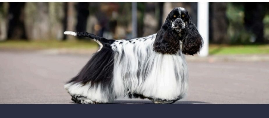 CH. Karat estvind nat