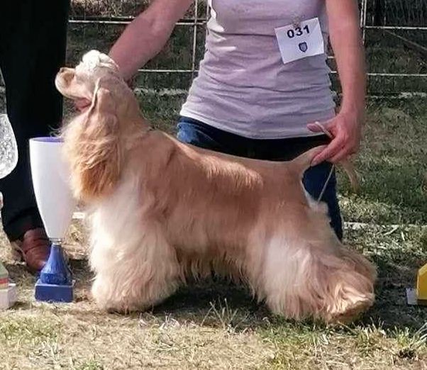 CH. Happily's Take my heart